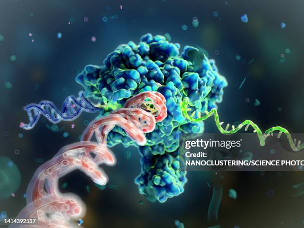 illustrations, cliparts, dessins animés et icônes de rna polymerase ii transcribing dna to mrna, illustration - rna