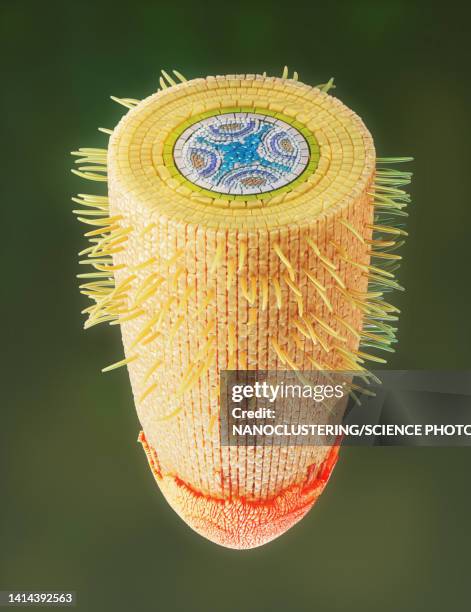 plant root structure, illustration - xylem cells stock illustrations