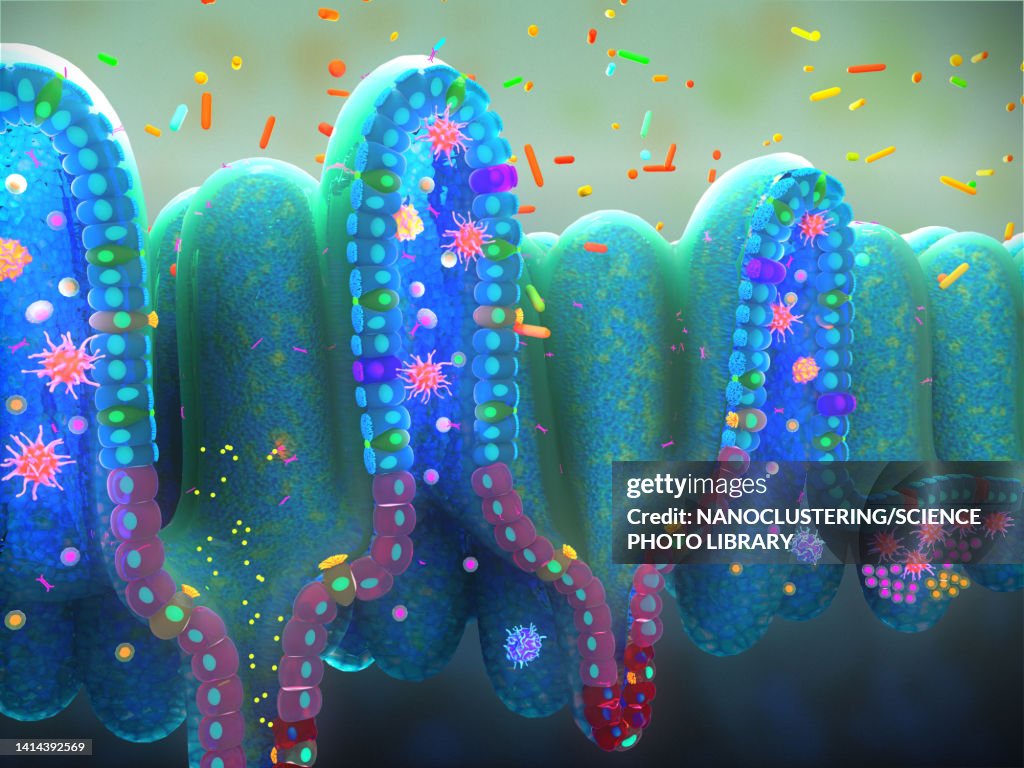 Small intestine epithelium structure, illustration