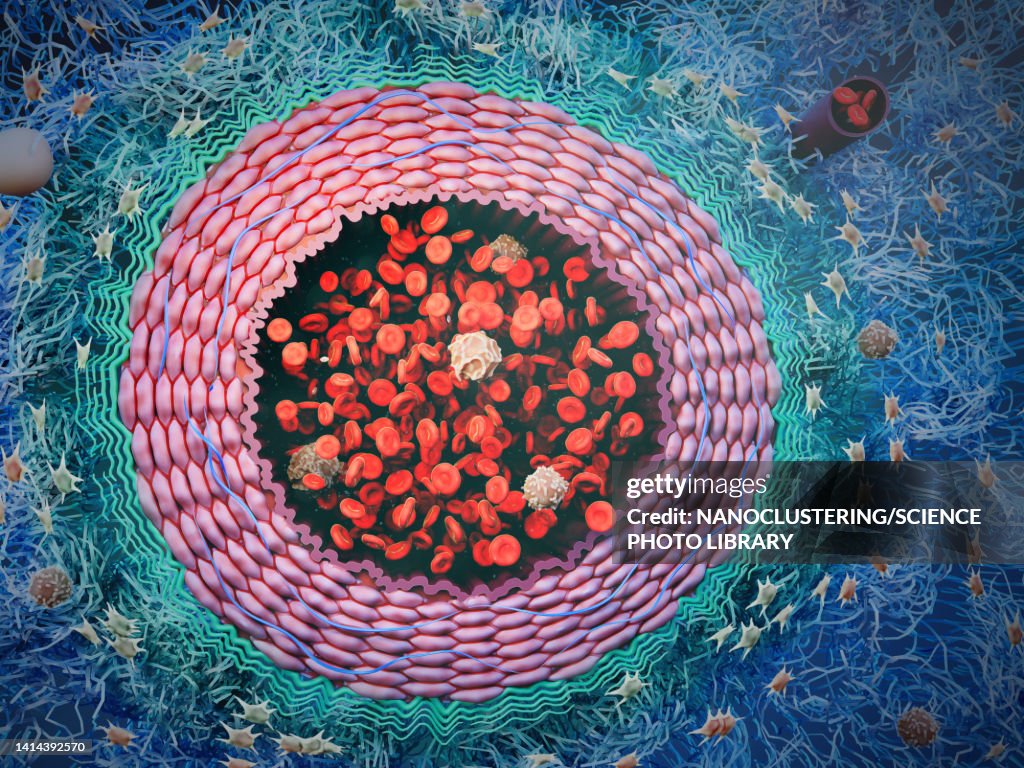 Artery with blood cells, illustration