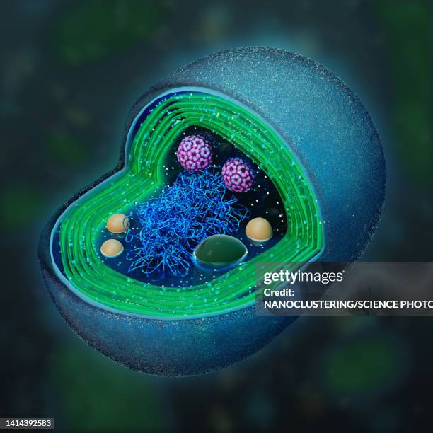 illustrations, cliparts, dessins animés et icônes de cross-section of a synechococcus, illustration - algue bleue