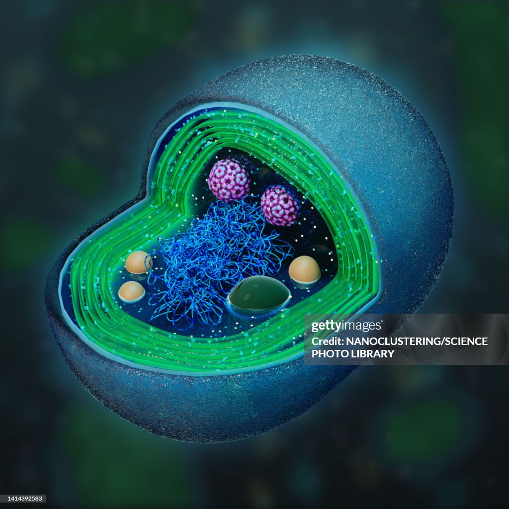 Cross-section of a synechococcus, illustration