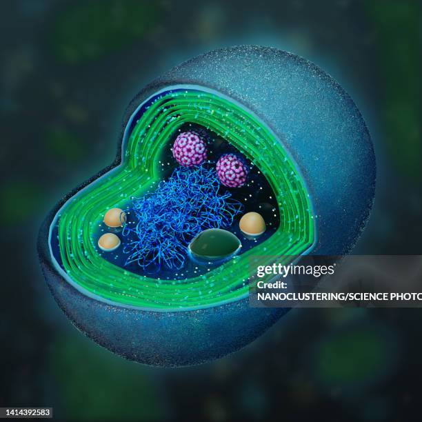 cross-section of a synechococcus, illustration - prokaryote stock illustrations