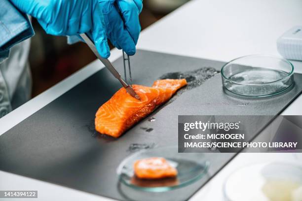 quality control inspector taking fish sample - marine biologist stock pictures, royalty-free photos & images