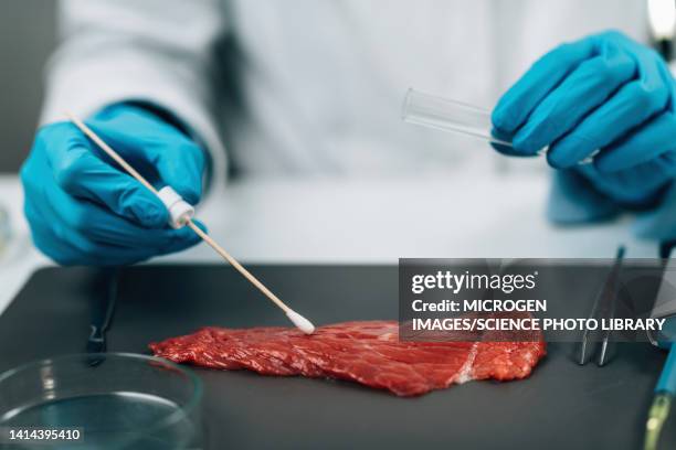 quality control inspector taking red meat sample - food contamination stock pictures, royalty-free photos & images