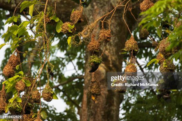 viellot's black weaver - libreville stock pictures, royalty-free photos & images