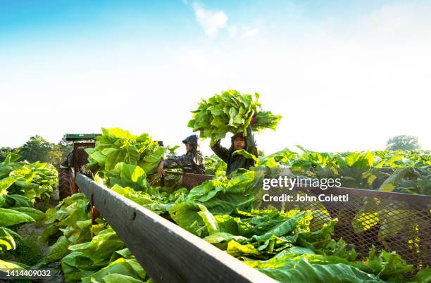 farm worker, harvesting tobacco, north carolina - tobacco workers photos et images de collection