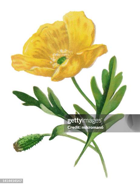 old chromolithograph illustration of botany, alpine plant - alpine poppy or dwarf poppy (papaver alpinum) - poppy plant stock-fotos und bilder