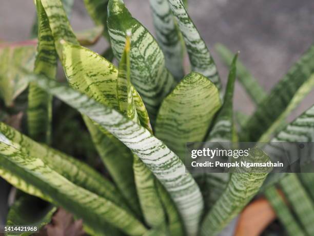 green tree in pot - sansevieria ストックフォトと画像