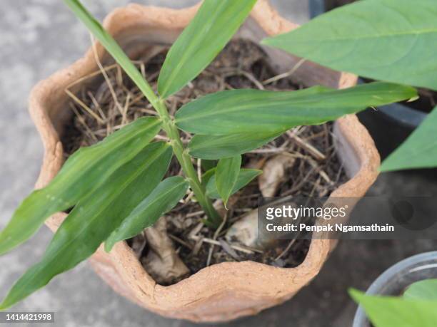 ginger in a plastic pot - ginger bush stock pictures, royalty-free photos & images