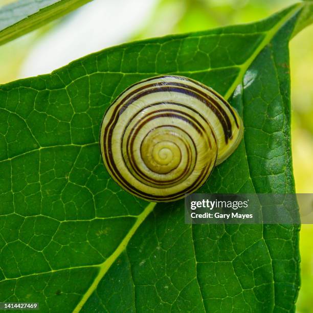 snail shell on leaf closeup - spiral stock pictures, royalty-free photos & images