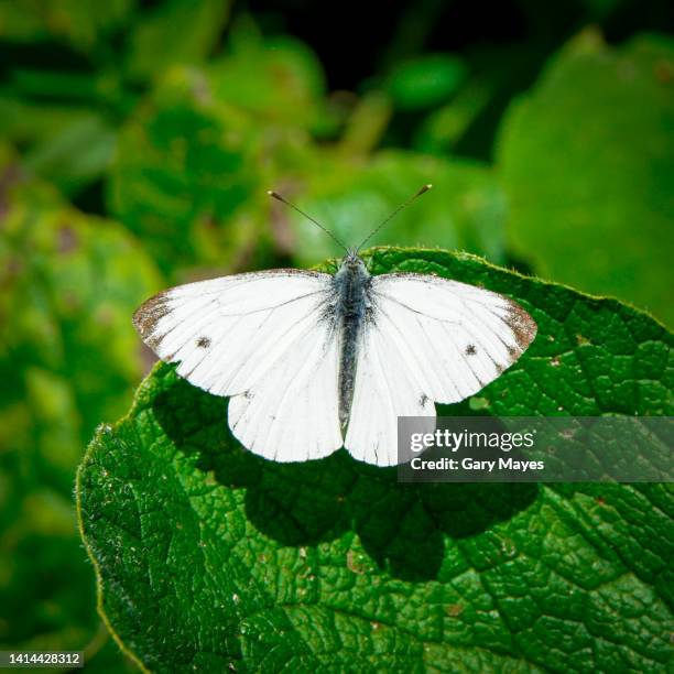 cabbage white butterfly on leaf - witje stockfoto's en -beelden