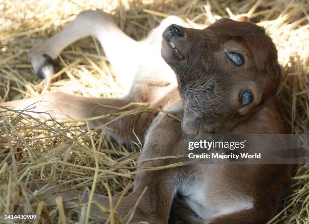 Calf suffering from a rare condition called polycephaly, literally meaning 'multiple heads' with four eyes, two mouths and two ears. Agartala. The...