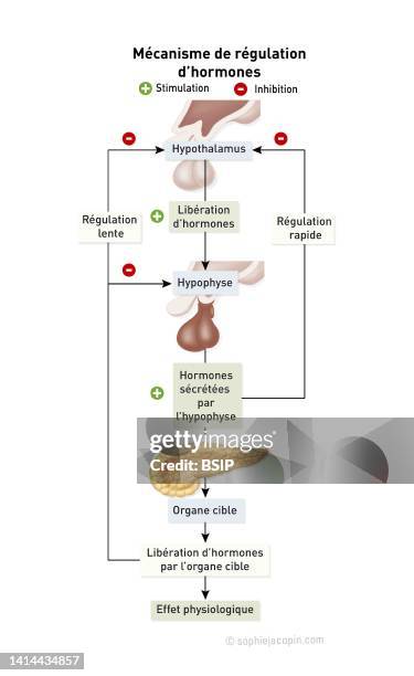 Hormonal regulation, mechanism of feedback inhibition and feedback activation of hormonal secretions. This diagram shows the mechanism of regulation...