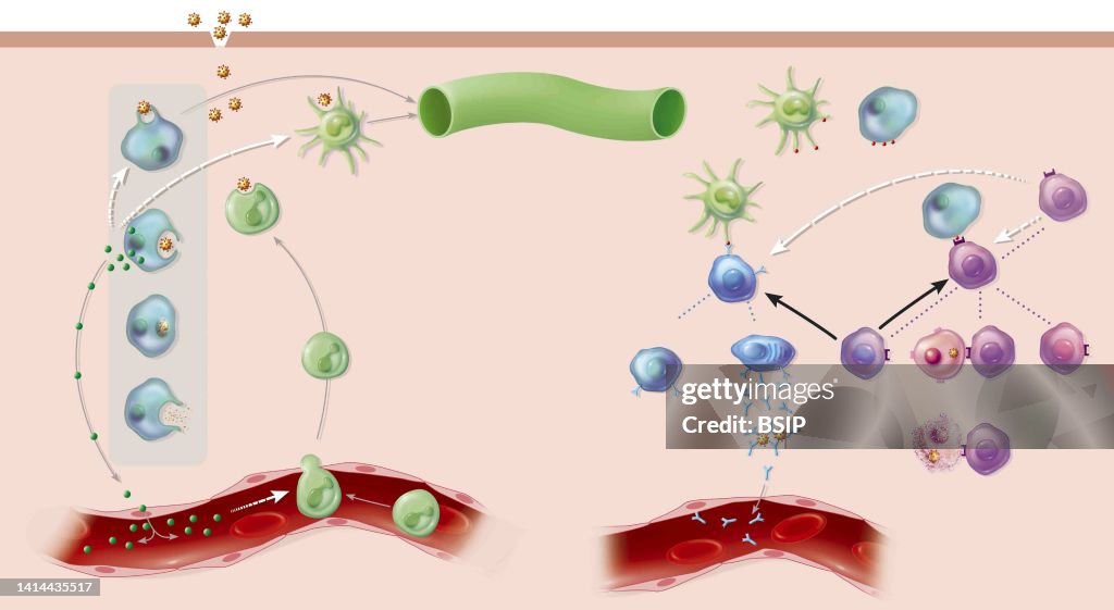 Innate immunity - adaptive immunity