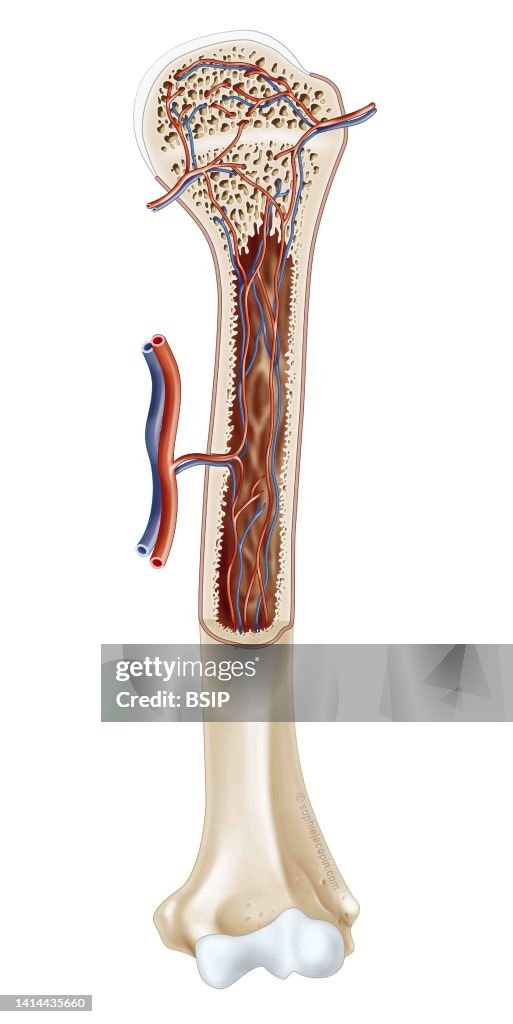 Adult bone tissue