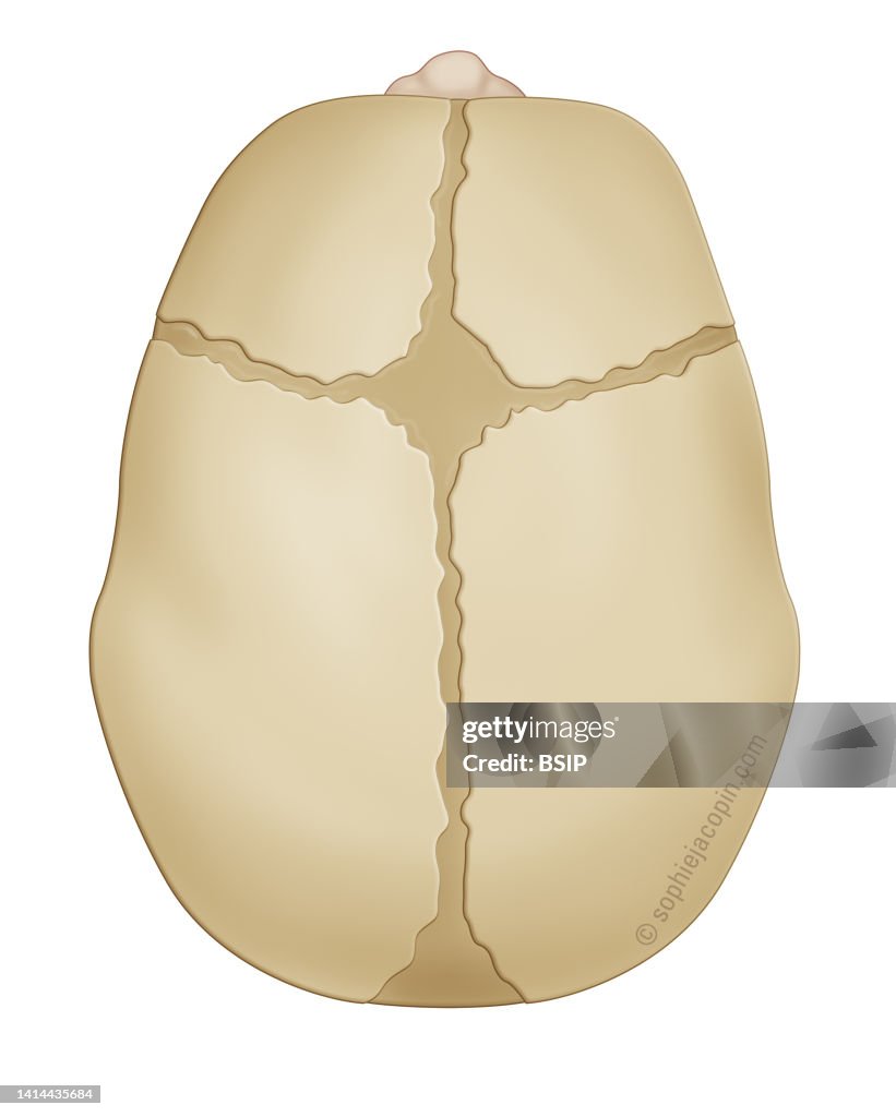 Infant skull - top view