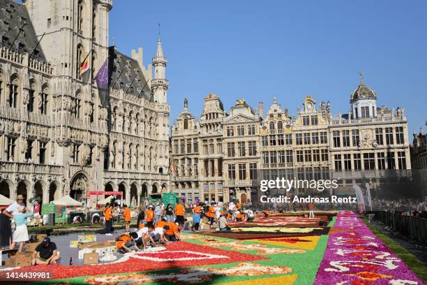 Volunteers lay down flowers to assemble a giant flower carpet within the celebrations to mark it's 50th anniversary at Grand Place on August 12, 2022...