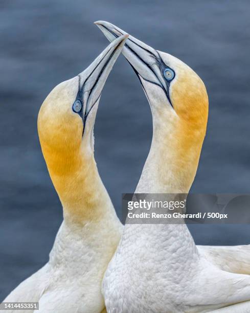 close-up of swans swimming in lake,rspb scotland troup head,banff,united kingdom,uk - gannet 個照片及圖片檔