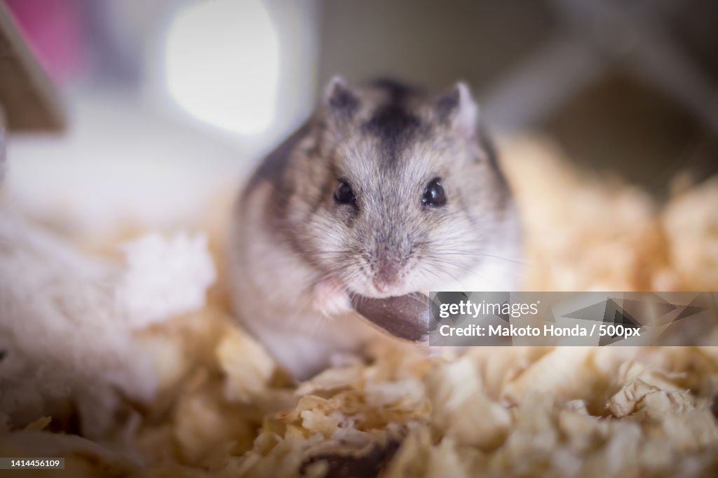 Cute Djungarian hamster image sprue sapphire