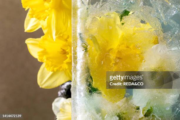 Beautiful flowers yellow daffodils in transparent ice block. Frozen beauty concept. Floral greeting card.