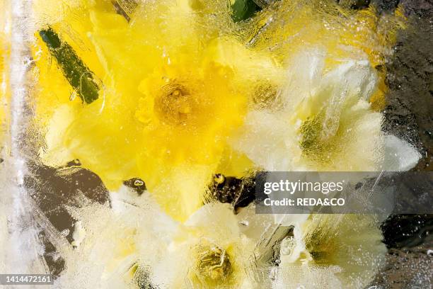 Close up of beautiful flowers yellow daffodils in transparent ice block. Frozen beauty concept. Floral greeting card.