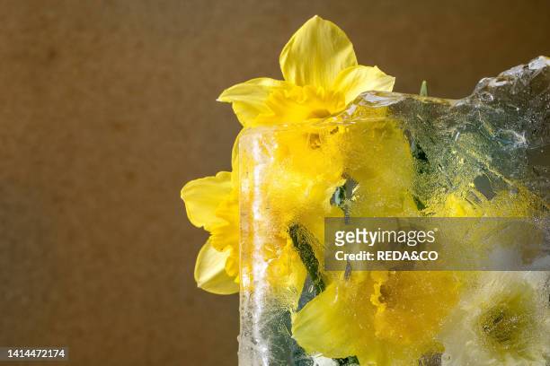 Beautiful flowers yellow daffodils in transparent ice block. Frozen beauty concept. Floral greeting card.