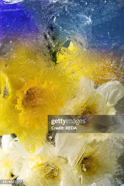 Beautiful flowers yellow daffodils in transparent ice block. Frozen beauty concept. Floral greeting card. Ukrainian flag colors.