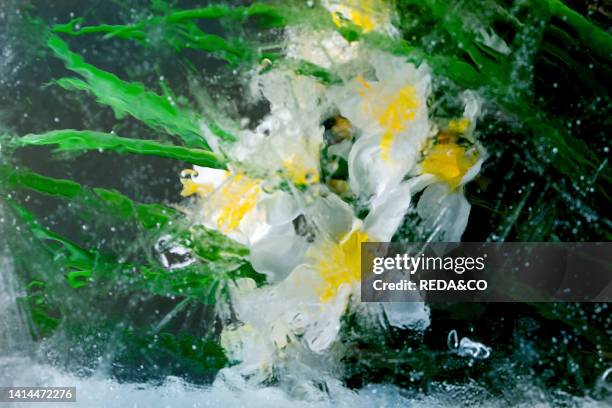 Beautiful flowers white daffodils with leaves in transparent ice block. Frozen beauty concept. Floral greeting card.