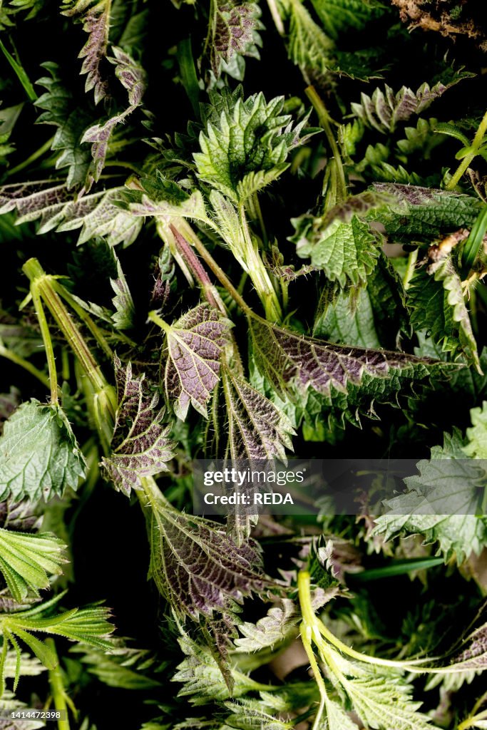 Spring Nettle Heap of fresh young organic nettle leaves. Wild plants for spring ...