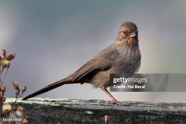 california towhee - towhee fotografías e imágenes de stock