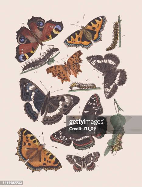 schmetterlinge (nymphalidae), handkolorierte lithographie, veröffentlicht 1881 - small tortoiseshell butterfly stock-grafiken, -clipart, -cartoons und -symbole