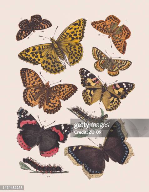 butterflies (nymphalidae), hand colored lithograph, published in 1881 - vanessa atalanta stock illustrations