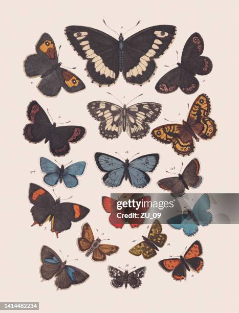 butterflies (nymphalidae, lycaenidae, hesperiidae), hand colored lithograph, published in 1881 - hesperiidae stock illustrations