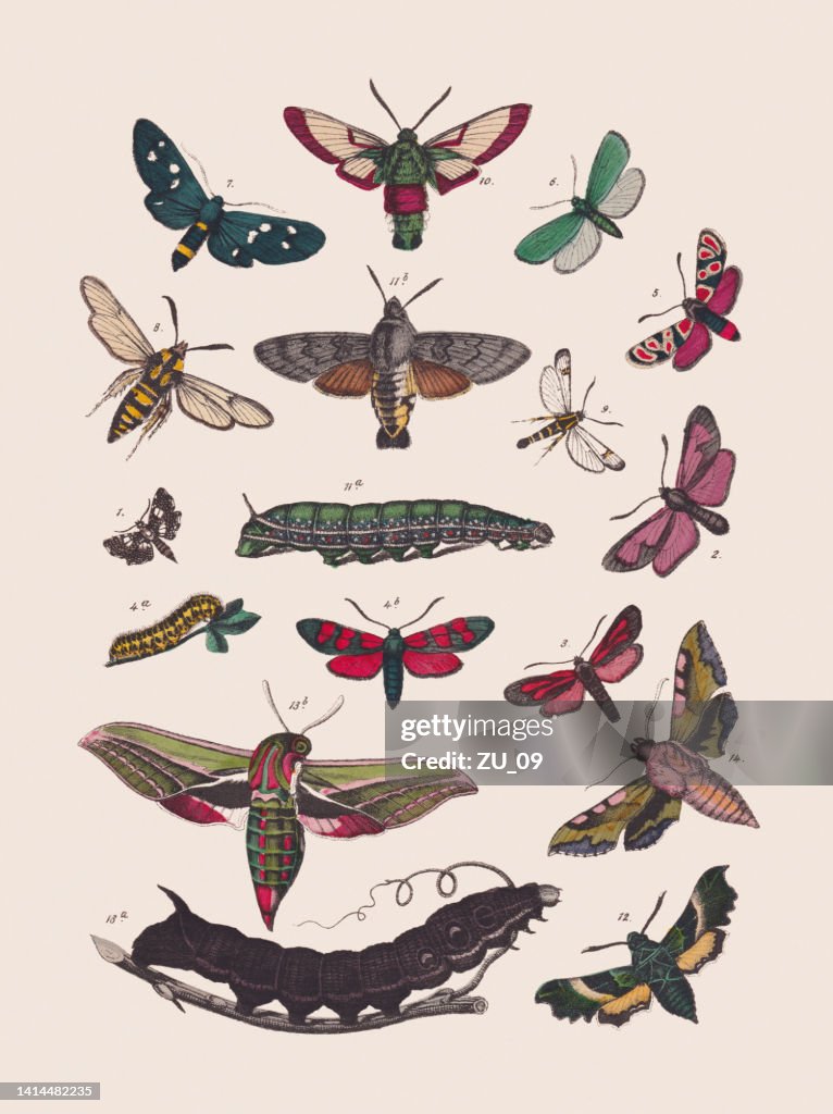 Butterflies (Zygaenidae, Erebidae, Sesiidae, Sphingidae), hand-colored lithograph, published in 1881