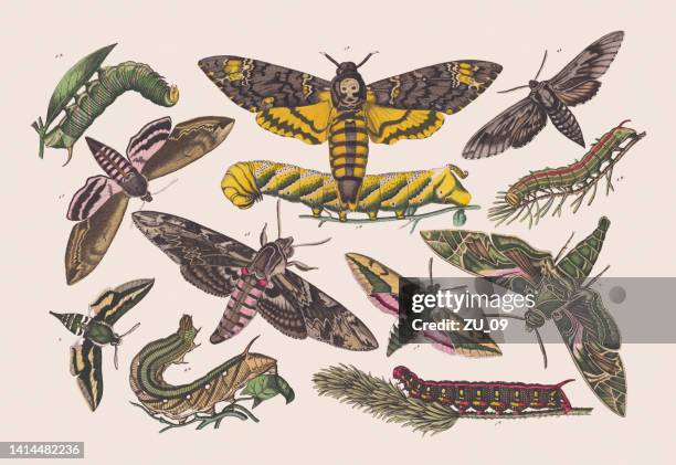 butterflies (sphingidae), hand colored lithograph, published in 1881 - wing bone stock illustrations
