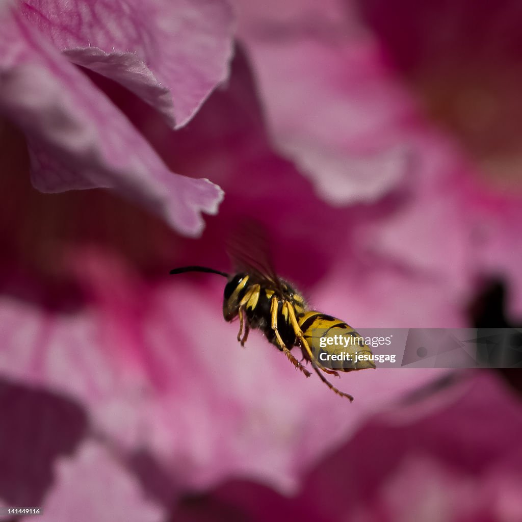 Vespula germanica