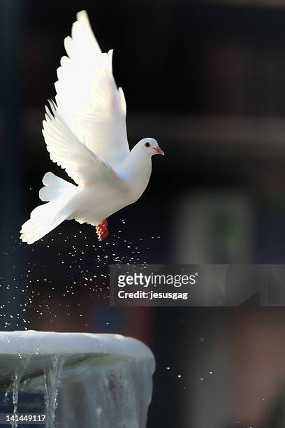 white pigeon flying - white pigeon stock pictures, royalty-free photos & images