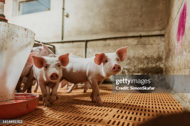 ferkel wandern an fabrikgeräten im schweinestall auf bio-bauernhof - schweinestall stock-fotos und bilder