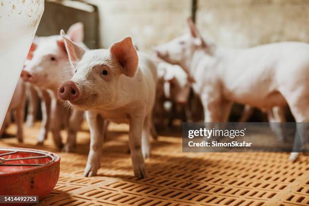 close-up of piglets walking by factory equipment in pigpen at organic farm - keus stockfoto's en -beelden