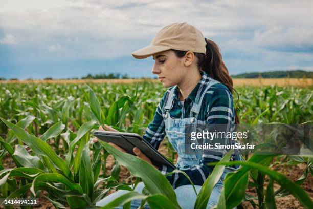 agronoma donna che esamina le foglie delle colture di mais mentre utilizza la tavoletta digitale - agriculture foto e immagini stock