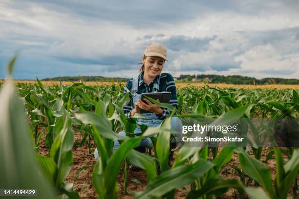 agrônoma sorridente com pastilha digital em meio a culturas de milho em fazenda - agronomist - fotografias e filmes do acervo