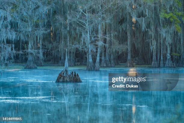 Texas,Caddo Lake, sunrise.