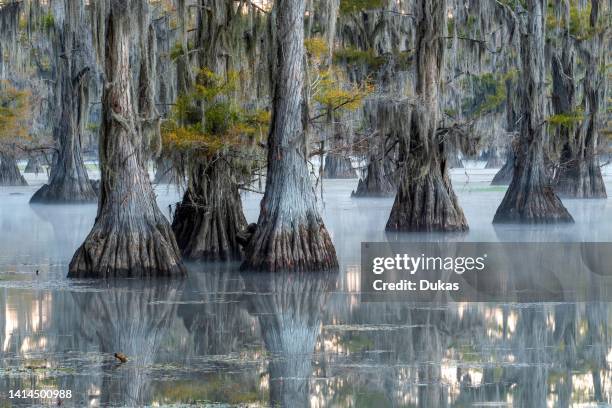 Texas,Caddo Lake.