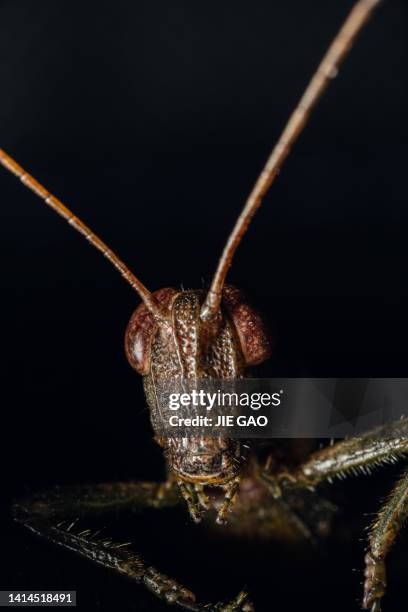 6,256 Locust Insect Stock Photos, High-Res Pictures, and Images - Getty ...