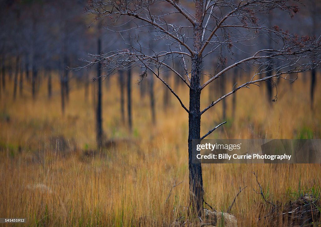 Trees and dry grass