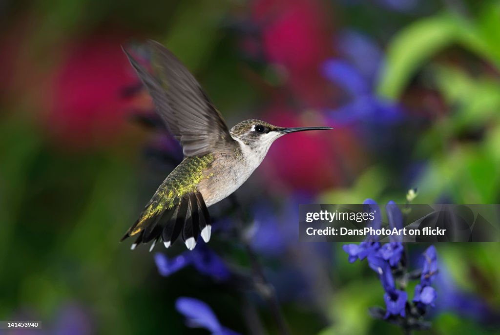 Hummingbird flying in garden