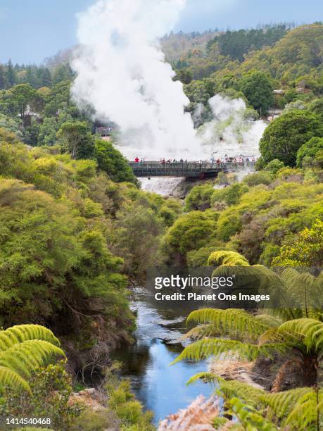 The spectacular geothermal area of Rotorua in New Zealand's North Island- Pohutu Geyser a.