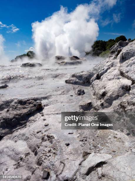 The spectacular geothermal area of Rotorua in New Zealand's North Island- Pohutu Geyser b.