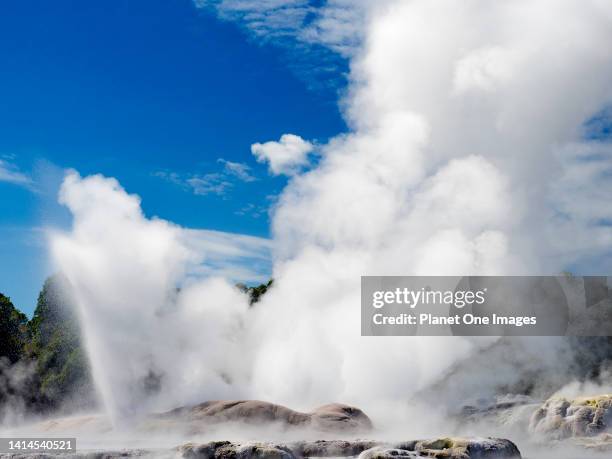 The spectacular geothermal area of Rotorua in New Zealand's North Island- Pohutu Geyser c.